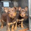 Famidelkelpie
