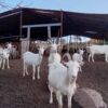 Cabras Saanen