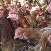 Gallinas ponedoras