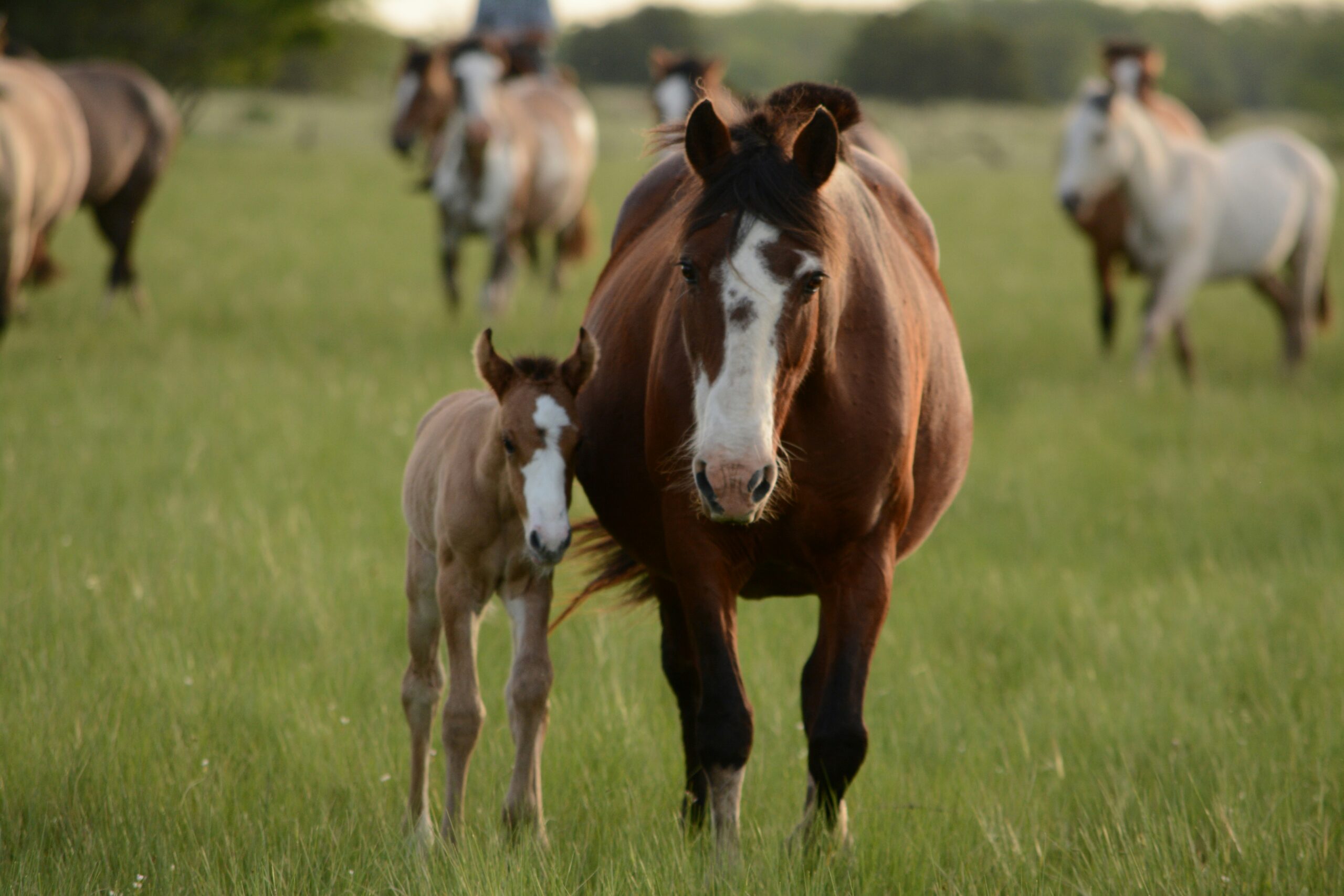 Equinos